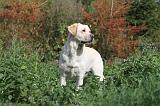 LABRADOR 118